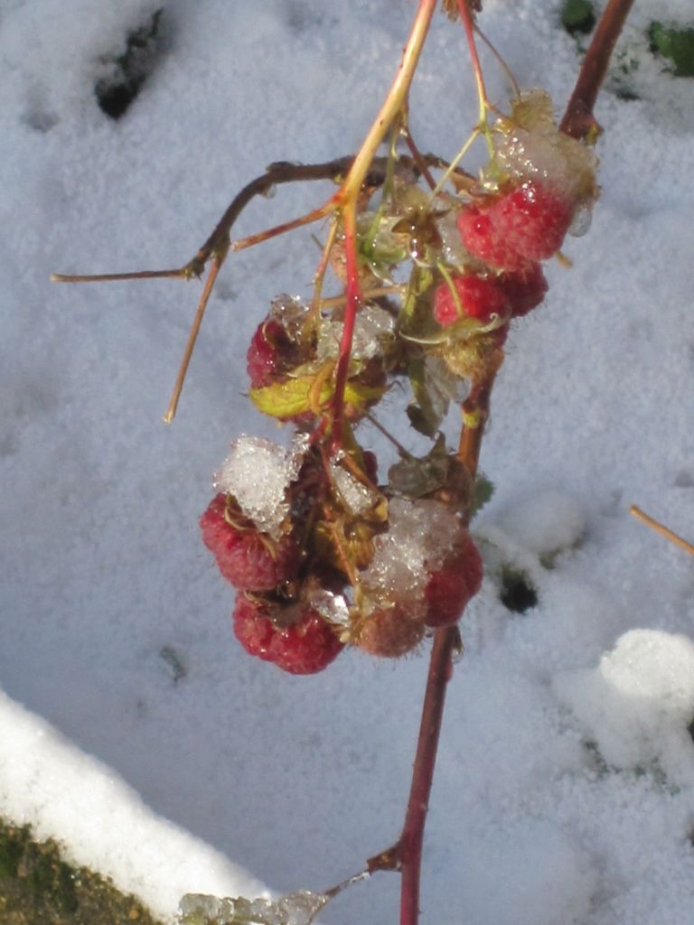 plakate/himbeere.jpg/